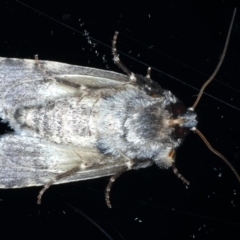 Thoracolopha verecunda at Ainslie, ACT - 3 Sep 2020