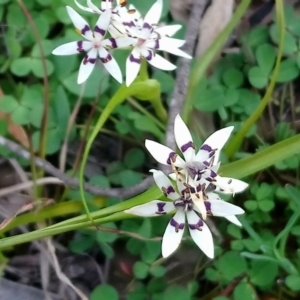 Wurmbea dioica subsp. dioica at Kambah, ACT - 4 Sep 2020