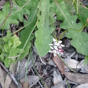 Wurmbea dioica subsp. dioica at Kambah, ACT - 4 Sep 2020