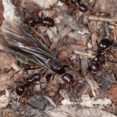 Papyrius nitidus (Shining Coconut Ant) at Callum Brae - 4 Sep 2020 by rawshorty