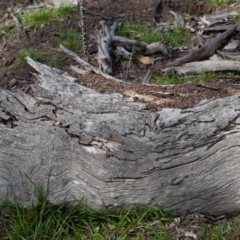 Papyrius nitidus at Symonston, ACT - suppressed