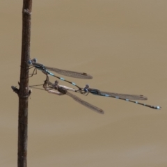 Austrolestes leda (Wandering Ringtail) at Callum Brae - 4 Sep 2020 by rawshorty