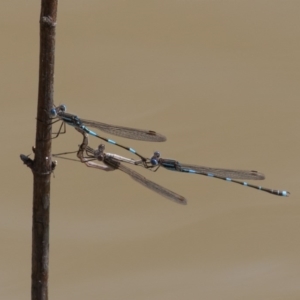 Austrolestes leda at Symonston, ACT - 4 Sep 2020