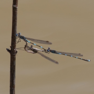 Austrolestes leda (Wandering Ringtail) at Callum Brae - 4 Sep 2020 by rawshorty