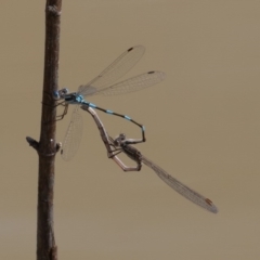 Austrolestes leda at Symonston, ACT - 4 Sep 2020