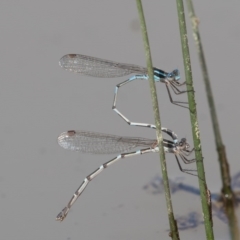 Austrolestes leda at Symonston, ACT - 4 Sep 2020 12:32 PM