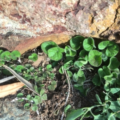 Dichondra repens (Kidney Weed) at Mount Ainslie - 4 Sep 2020 by JaneR