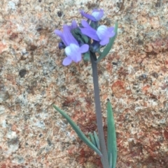 Linaria arvensis (Corn Toadflax) at Mount Ainslie - 4 Sep 2020 by JaneR