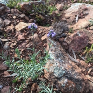 Linaria arvensis at Majura, ACT - 4 Sep 2020