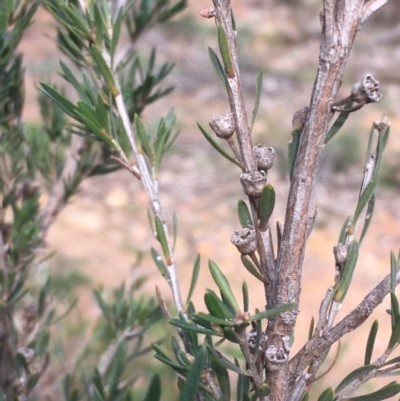 Kunzea ericoides (Burgan) at Mount Ainslie - 4 Sep 2020 by JaneR