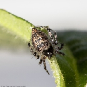 Euryopis sp. (genus) at Macgregor, ACT - 4 Sep 2020