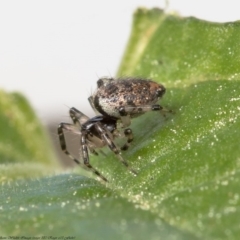 Euryopis sp. (genus) at Macgregor, ACT - 4 Sep 2020