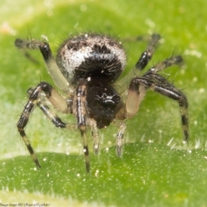 Euryopis sp. (genus) at Macgregor, ACT - 4 Sep 2020