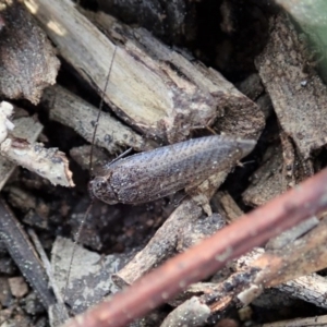 Ectobiidae (family) at Cook, ACT - 1 Sep 2020 02:38 PM