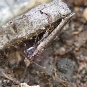 Ectobiidae sp. (family) at Cook, ACT - 1 Sep 2020