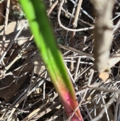 Thelymitra sp. (A Sun Orchid) at Block 402 - 4 Sep 2020 by AaronClausen