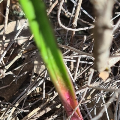 Thelymitra sp. (A Sun Orchid) at Block 402 - 4 Sep 2020 by AaronClausen