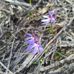 Cyanicula caerulea (Blue Fingers, Blue Fairies) at Stromlo, ACT - 4 Sep 2020 by AaronClausen