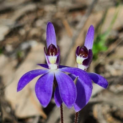 Cyanicula caerulea (Blue Fingers, Blue Fairies) at Block 402 - 4 Sep 2020 by AaronClausen