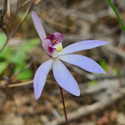 Cyanicula caerulea (Blue Fingers, Blue Fairies) at Denman Prospect, ACT - 5 Sep 2020 by AaronClausen