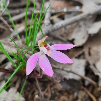 Caladenia fuscata (Dusky Fingers) at Denman Prospect, ACT - 5 Sep 2020 by AaronClausen