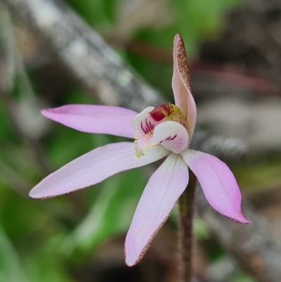Caladenia fuscata (Dusky Fingers) at Denman Prospect, ACT - 5 Sep 2020 by AaronClausen