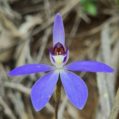 Cyanicula caerulea (Blue Fingers, Blue Fairies) at Denman Prospect, ACT - 4 Sep 2020 by AaronClausen