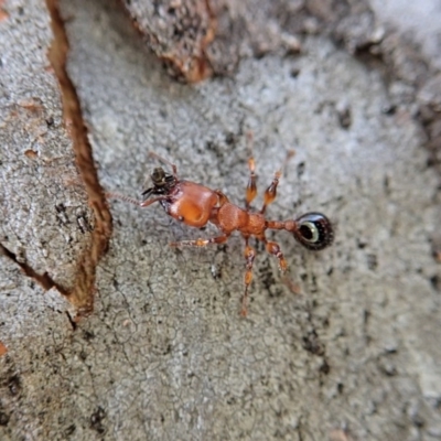 Podomyrma gratiosa (Muscleman tree ant) at Cook, ACT - 1 Sep 2020 by CathB