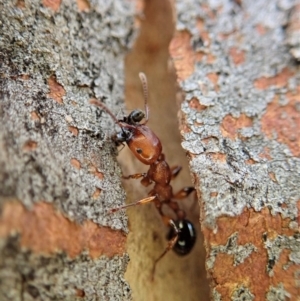 Podomyrma gratiosa at Cook, ACT - 1 Sep 2020