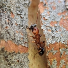 Podomyrma gratiosa at Cook, ACT - 1 Sep 2020