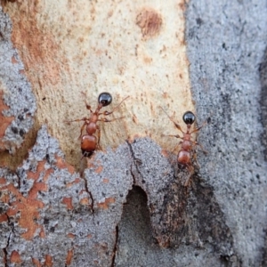 Podomyrma gratiosa at Cook, ACT - 1 Sep 2020