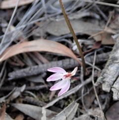 Caladenia fuscata (Dusky Fingers) at Aranda Bushland - 29 Aug 2020 by CathB