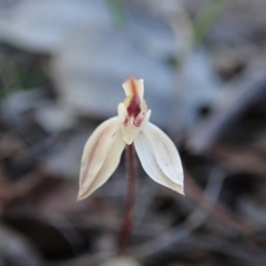 Caladenia fuscata at Holt, ACT - 29 Aug 2020