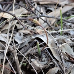 Caladenia fuscata at Holt, ACT - suppressed