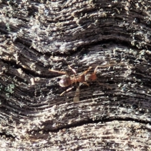 Tapinoma sp. (genus) at Holt, ACT - 29 Aug 2020