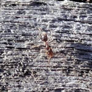 Tapinoma sp. (genus) at Holt, ACT - 29 Aug 2020