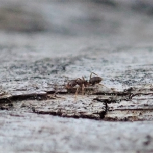 Tapinoma sp. (genus) at Holt, ACT - 29 Aug 2020