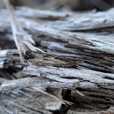 Spilonota-group (A Tortricid moth) at Aranda Bushland - 29 Aug 2020 by CathB