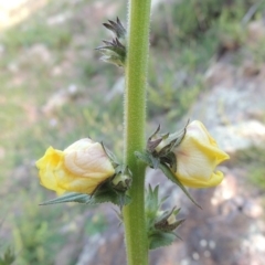 Verbascum virgatum (Green Mullein) at Rob Roy Range - 31 Mar 2020 by michaelb