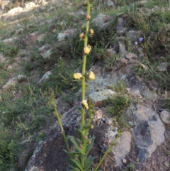 Verbascum virgatum at Conder, ACT - 31 Mar 2020