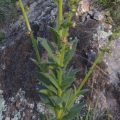 Verbascum virgatum at Conder, ACT - 31 Mar 2020