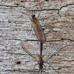 Mycetophilidae (family) (A fungus gnat) at Aranda Bushland - 29 Aug 2020 by CathB