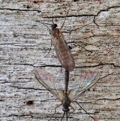 Mycetophilidae (family) (A fungus gnat) at Aranda Bushland - 29 Aug 2020 by CathB