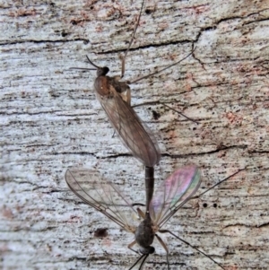 Mycetophilidae (family) at Holt, ACT - 29 Aug 2020