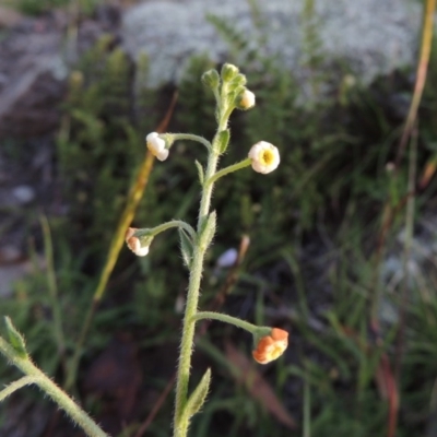 Hackelia suaveolens (Sweet Hounds Tongue) at Banks, ACT - 31 Mar 2020 by MichaelBedingfield