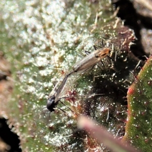 Chironomidae (family) at Cook, ACT - 2 Sep 2020 01:42 PM