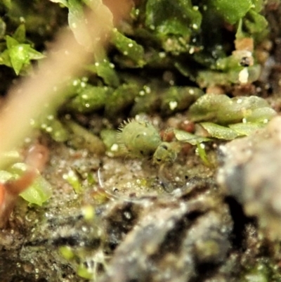 Symphypleona sp. (order) (Globular springtail) at Mount Painter - 2 Sep 2020 by CathB