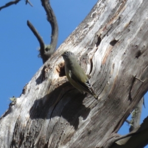 Pardalotus striatus at Mount Clear, ACT - 2 Sep 2020