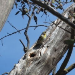 Pardalotus striatus at Mount Clear, ACT - 2 Sep 2020 12:54 PM