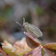 Psychodidae sp. (family) (Moth Fly, Drain Fly) at Cook, ACT - 2 Sep 2020 by CathB